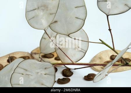 Annual honesty, Lunaria annua Stock Photo