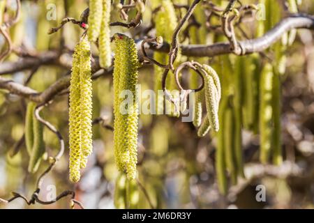 Male catkins on common hazel Stock Photo