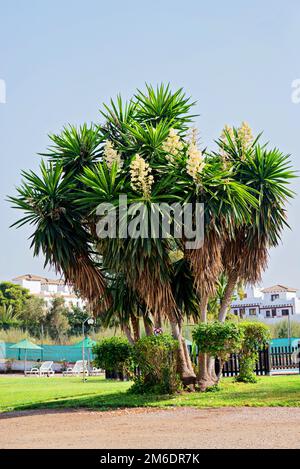 Yucca plant. White exotic flowers with long green leaves on blue sky background Stock Photo
