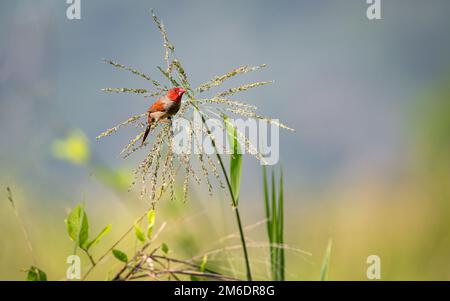 Single male Crimson finch perched and foraging on grass seed-heads on the Townsville Common, Queensland, Australia Stock Photo
