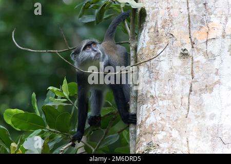 Blue monkey sitting near the trunk of a large tree Stock Photo