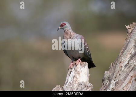Speckled pigeon sitting on a dry branch by the lake Stock Photo