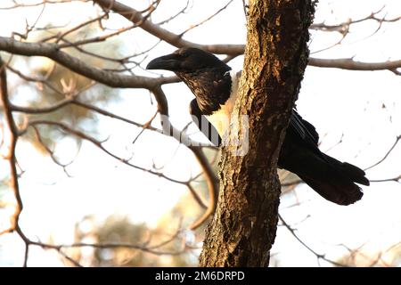Pied crow sitting on a branch in the crown of a tree Stock Photo