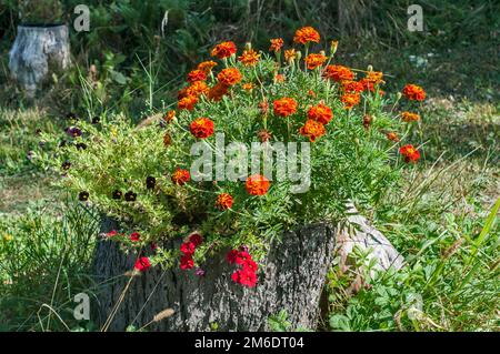 Garden flowers planted in the trunk of large tree on rural meadow Stock Photo
