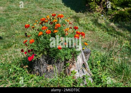 Garden flowers planted in the trunk of large tree on rural meadow Stock Photo