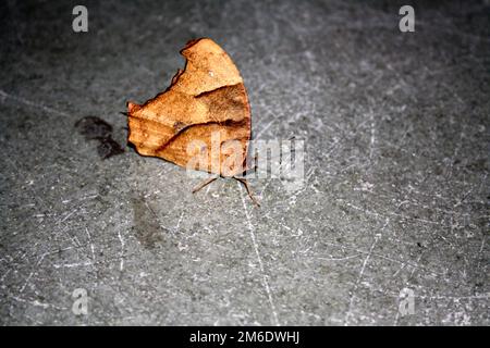 Common evening brown butterfly (Melanitis leda) in dry-season form : (pix Sanjiv Shukla) Stock Photo