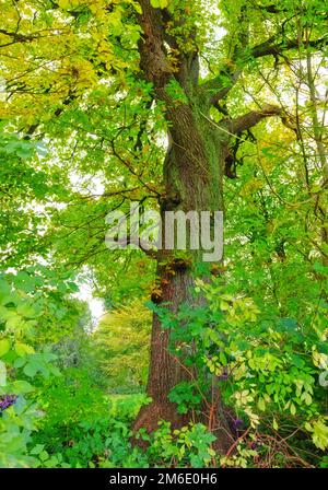 Lush forest in the spring. A very sharp and detailed photo of the famous saturated Danish forest in springtime. Stock Photo