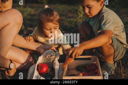 Happy farmer family picking autumn harvest in wooden box. Growing organic garlic, carrots, pumpkins and zuccini on own vegetable garden. Stock Photo