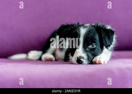 Cute black and white Border Collie puppy looks sleep in the couch. Stock Photo