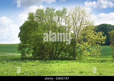 Lush forest in the spring. A very sharp and detailed photo of the famous saturated Danish forest in springtime. Stock Photo