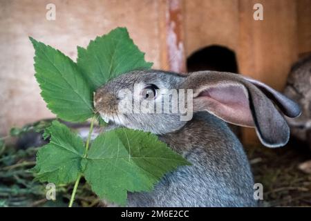 Gray domestic rabbit eats fresh grass in the cage. Stock Photo