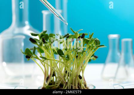 Microgreens on the background of many chemical flasks and a chemical pipette with a drop of liquid. Studying the beneficial properties of microgreens. Stock Photo