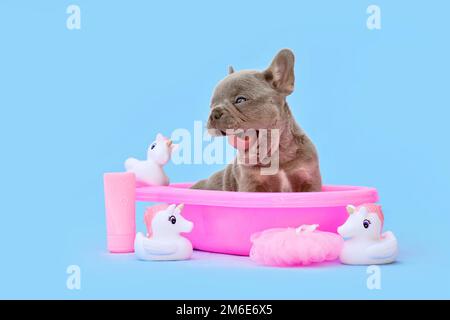 Yawning French Bulldog dog puppy in pink bathtub with rubber ducks on blue background Stock Photo