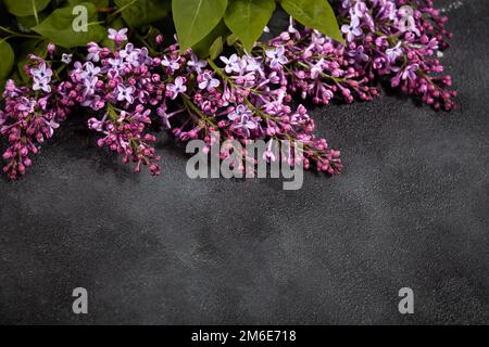 Purple lilac flowers bouquet on black concrete background. Stylish floral greeting card. Happy mothe Stock Photo