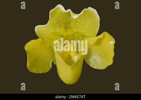 Venus Slipper (Paphiopedilum). Image of flower isolated on dark  background. Stock Photo