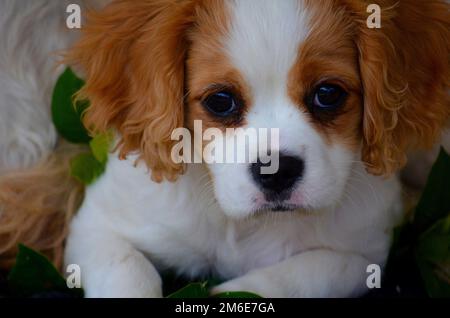 Cavalier puppy Stock Photo