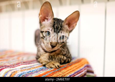 The kitten is basking in the battery, looking sideways. The cat has big ears and big eyes. Tabby Col Stock Photo