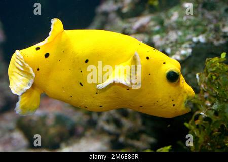 Yellow boxfish  (Ostracion cubicus) Stock Photo