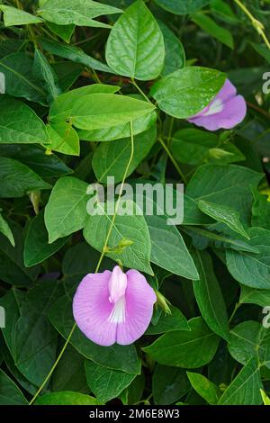Close-up image of Spurred butterfly pea flowers Stock Photo