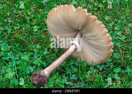 Close-up image of False parasol mushroom Stock Photo
