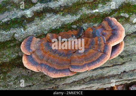 Close-up image of Resinous polypore fungus Stock Photo