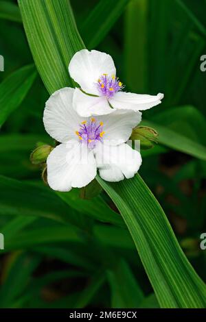 Close-up image of Virginia spiderwort flowers Stock Photo
