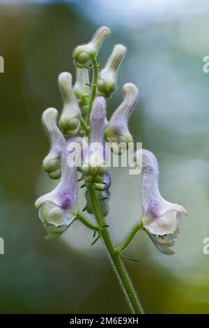Close-up image of White monkshood flowers Stock Photo