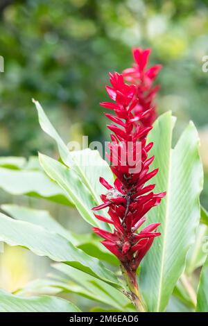 Alpinia Purpurata  Red Ginger plant Stock Photo