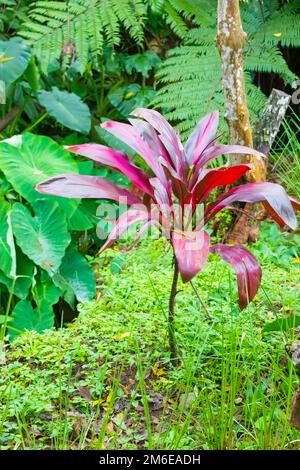 Costa Rica Cordyline fruticosa red in tropical forest Stock Photo