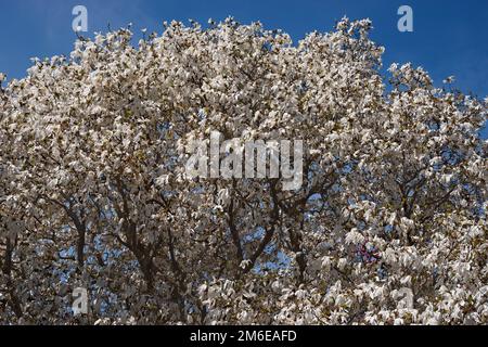 Wada's memory magnolia tree in blossom Stock Photo
