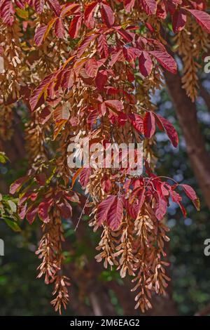 Close-up image of Henry's maple foliage and seeds Stock Photo