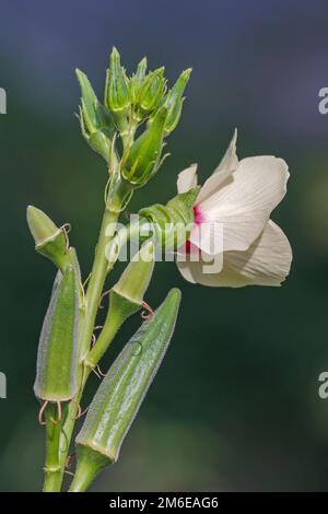 Close-up image of Okra flower and fruits Stock Photo