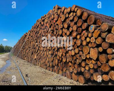 Stacked tree logs in the forest Stock Photo