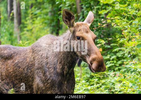 The moose in the forest stands motionless. Stock Photo