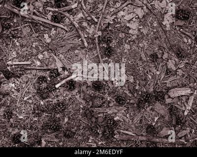 Forest floor with pine cones, leaves and small branches as background Stock Photo
