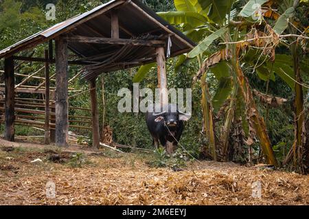 Tethered large water buffalo (Bubalus bubalis) at a farm in the Northern Thailand countryside Stock Photo