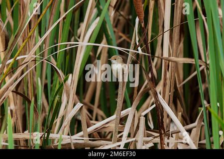 Cute litte bird. Green nature habitat background. Bird: Moustached Warbler. Acrocephalus melanopogon. Stock Photo