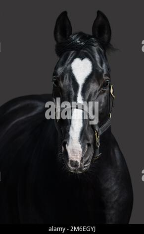 Black horse  in halter with heart mark on gray background. Unigue and rare colored. Stock Photo