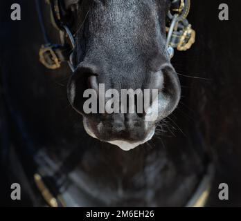 Nose of Andalusian horse in dark colors. Close up. Stock Photo