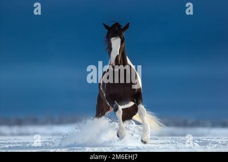 American Paint horse on snowfield. Front view. Stock Photo