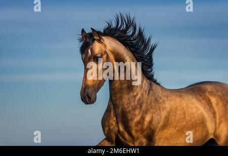 Portrait of light bay Andalusian horse against blue sky. Stock Photo