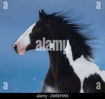 American Paint horse. Portrait on dark blue background. Side view. Close up. Stock Photo