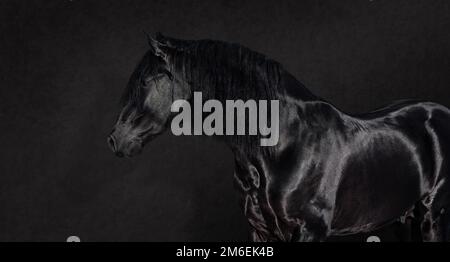 Portrait of black Pura Spanish stallion on dark background. Horizontal photo. Stock Photo