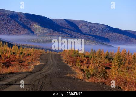 Mud forest road among green pines. Summer Stock Photo - Alamy