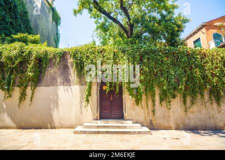 Wall with a door and a small stairway in the summer with climbing ivy Stock Photo