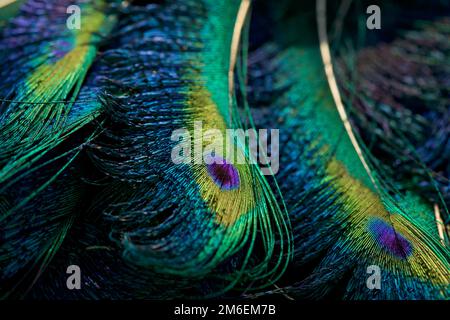 Feather. Peacock feather. Closeup of peafowl feathers. Stock Photo