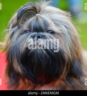 Dog breed Yorkshire Terrier on a walk on a summer day Stock Photo