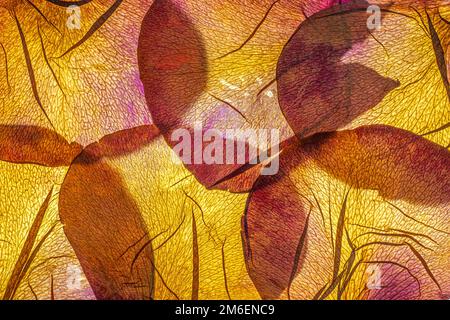 Pressed and dried delicate pink petals of rose flowers Stock Photo