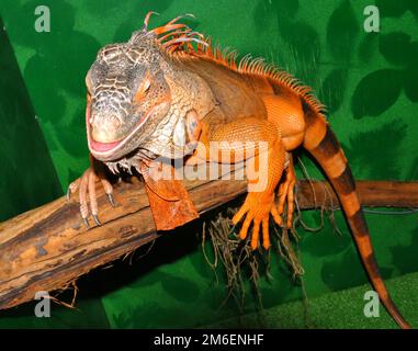 Red iguana - morph green iguana (Latin. Iguana iguana) is a large herbivorous lizard of the iguana f Stock Photo