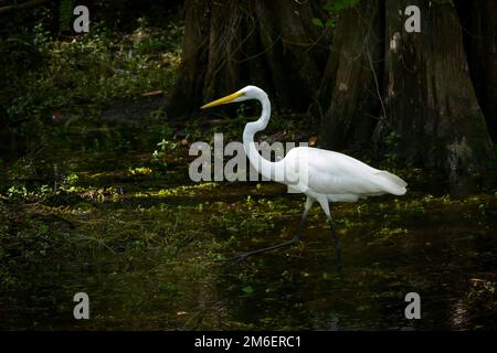 Great Egret (Ardea alba) foraging in swamp, Big Cypress National Preserve, Florida Stock Photo